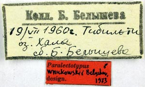 Paralectotype labels, color image