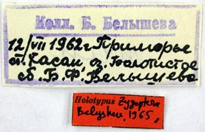 Holotype labels, color image