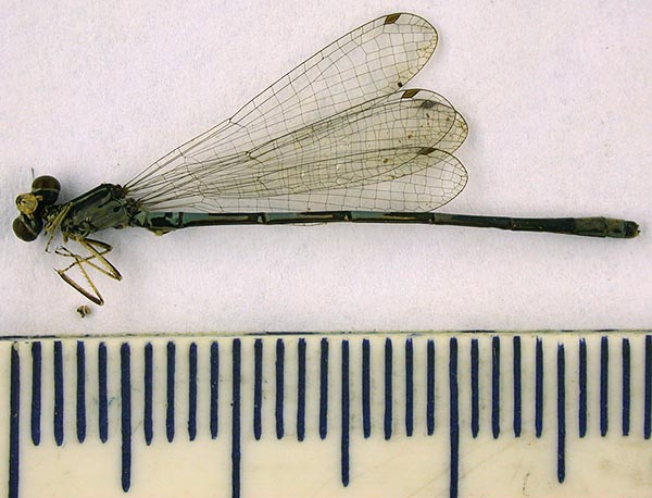 Agrion concinum bartenevi, holotype, color image