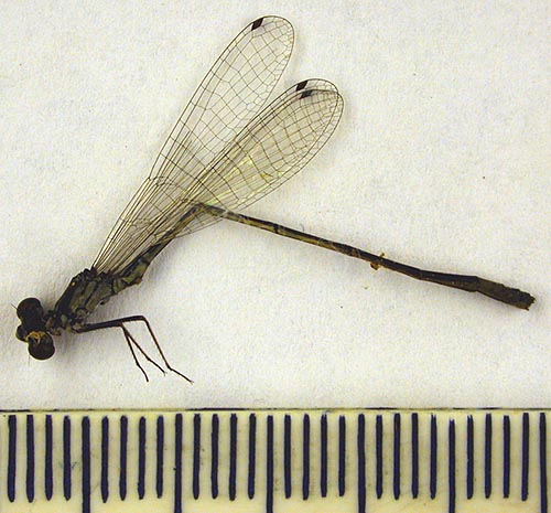 Agrion pulchellum saisanicum, lectotype, color image