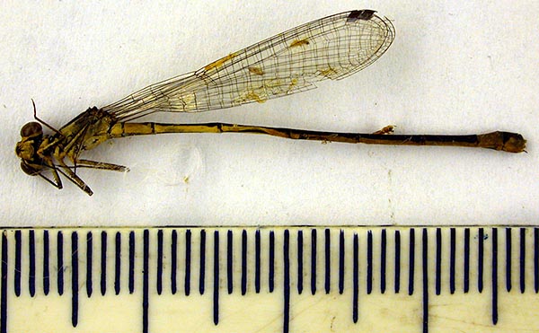 Agrion pulchellum saisanicum, paralectotype, color image