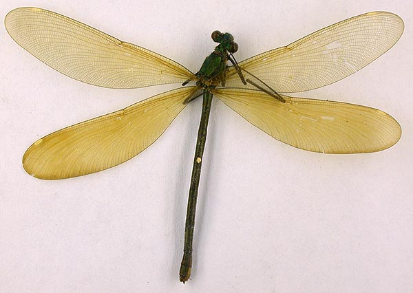 Calopteryx japonica altaica, paratype, color image