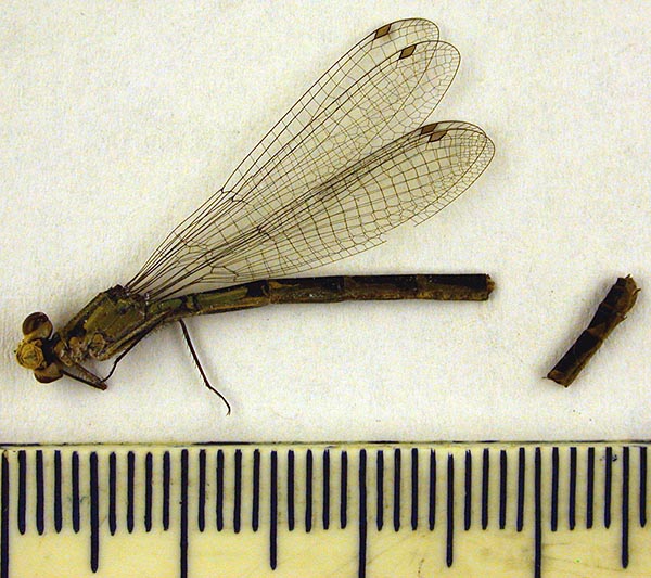 Enallagma circulatum continentalis, paratype, color image