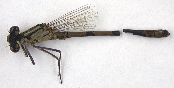 Enallagma nigrolineatum, paratype, color image