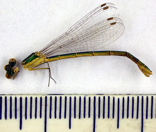 Lestes virens marikovskii, syntype, color image