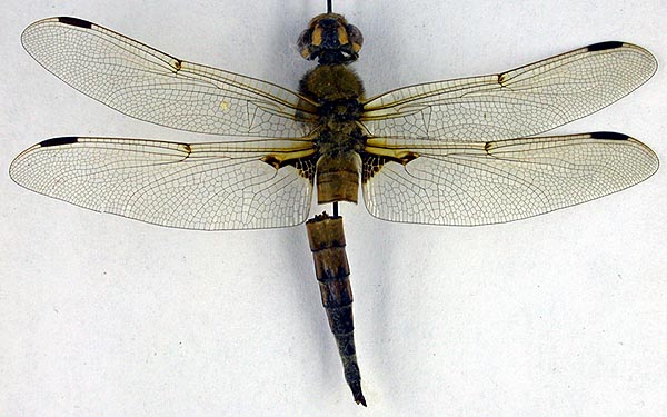 Libellula quadrimaculata orientalis, paratype, color image