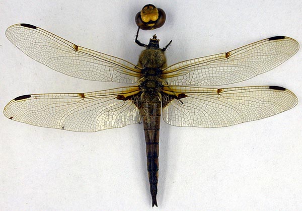 Libellula quadrimaculata orientalis, paratype, color image