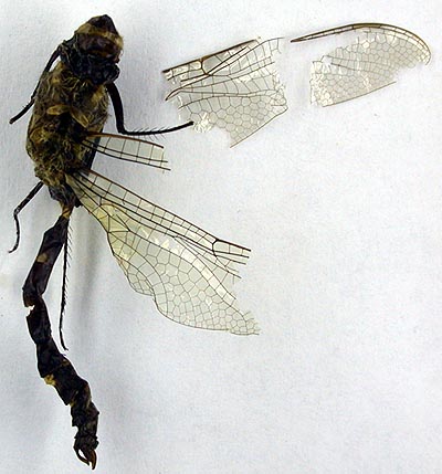 Macromia bartenevi, syntype, color image