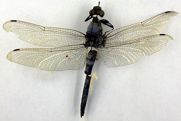 Orthetrum cancellatum orientale, paralectotype, color image