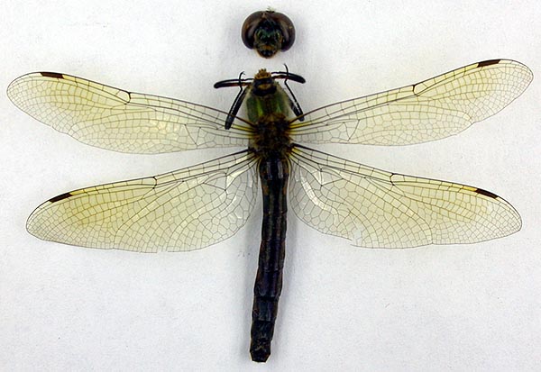 Somatochlora flavomaculata minor, paratype, color image