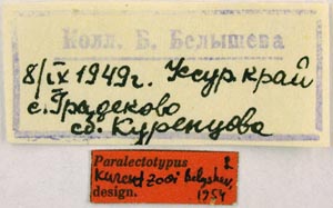 Paralectotype labels, color image