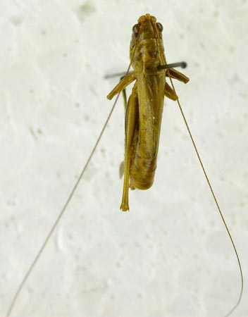 Conocephalus beybienkoi, color image