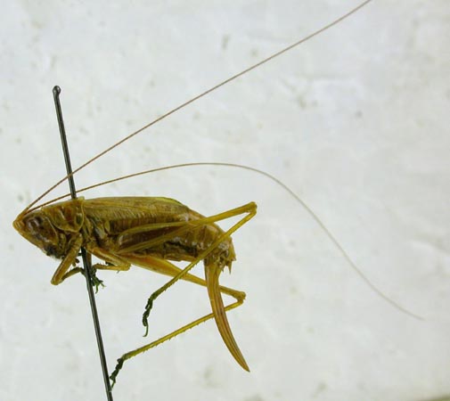 Conocephalus beybienkoi, color image