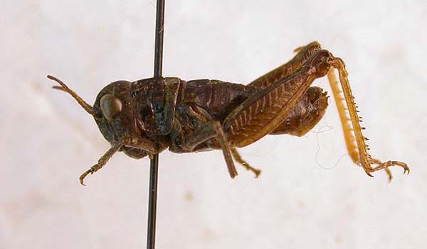 Conophyma alajensis haidarkenicum, paratype, color image