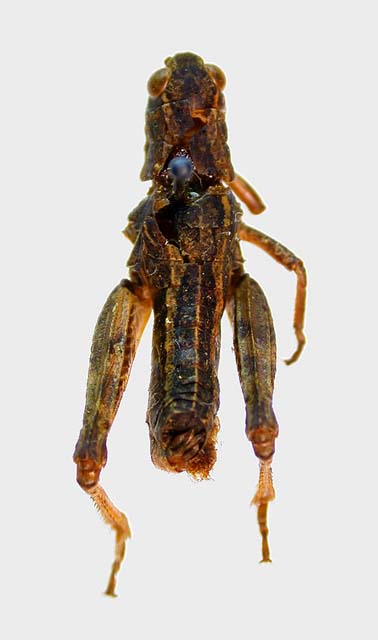 Conophyma spectabile, paratype, color image