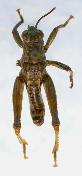 Conophyma uvarovi occidentale, paratype, color image