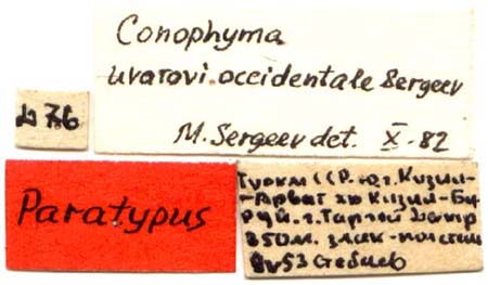 Paratype labels, color image