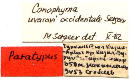 Paratype labels, color image