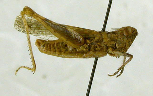 Eremippus mistshenkoi, paratype, color image