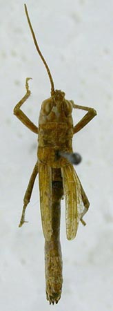 Eremippus sobolevi, paratype, color image