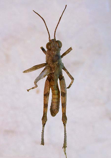 Ferganacris mushketovi, paratype, color image