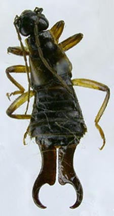 Forficula macrobasis, color image