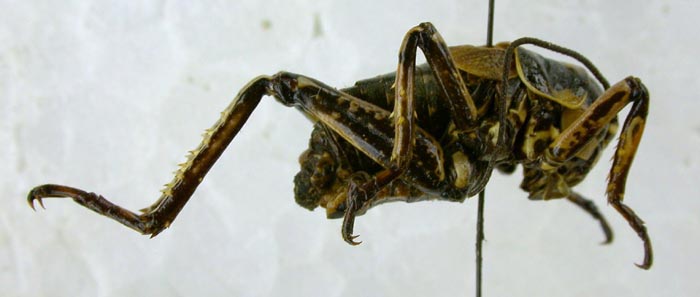 Paracyphoderris erebeus, color image