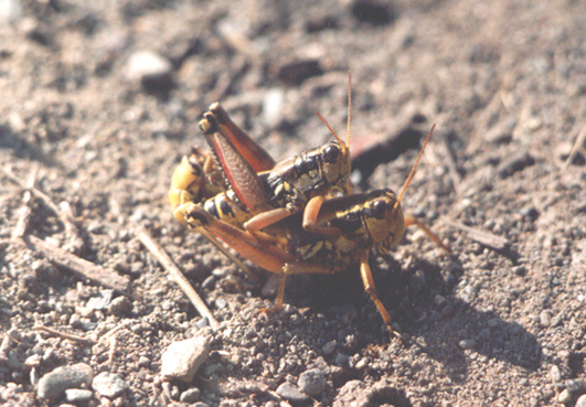 Podisma pedestris, color photo