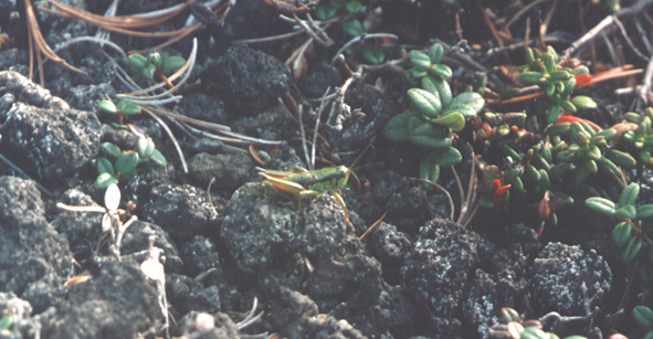 Podisma tyatiensis, color photo