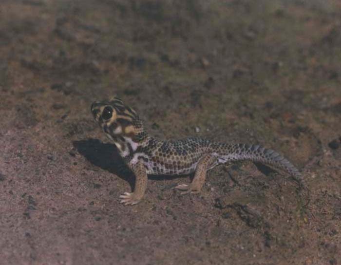 Teratoscincus scincus in nature, color image