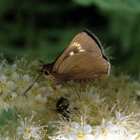 Bibasis aquilina in nature, color image