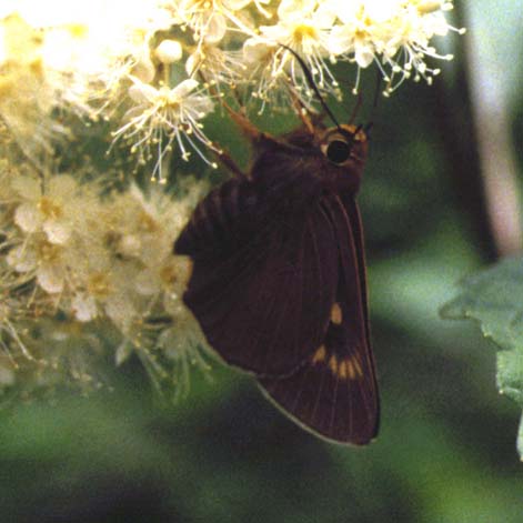 Bibasis aquilina in nature, color image