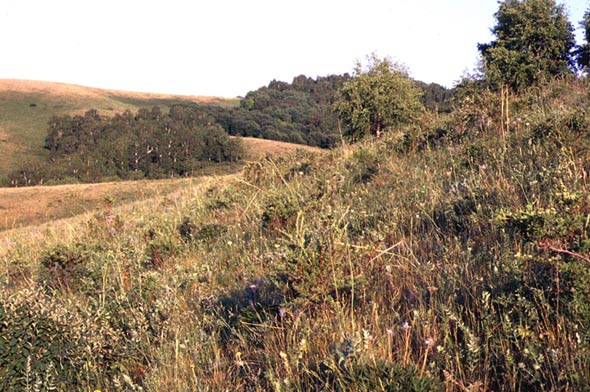 Habitat of Carcharodus alceae, color image