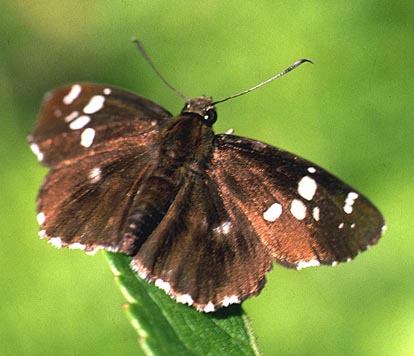 Daimio tethys in nature, color image