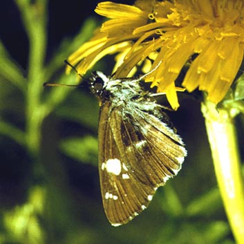 Daimio tethys in nature, color image