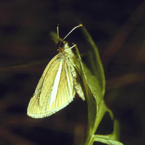 Leptalina unicolor in nature, color image