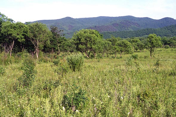 Habitat of Ochlodes subhyalina, color image