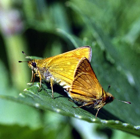 Ochlodes (venatus) sylvanus amurensis in nature, color image