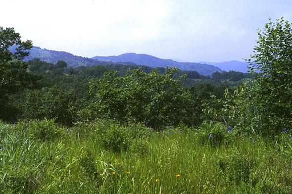 Habitat of Ochlodes (venatus), color image