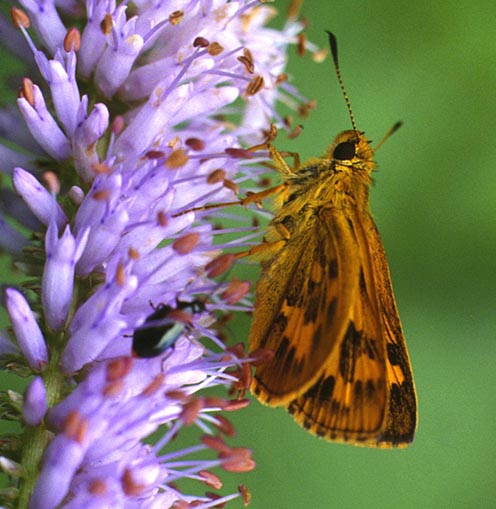 Potanthus flava in nature, color image