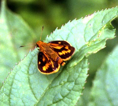 Potanthus flava in nature, color image