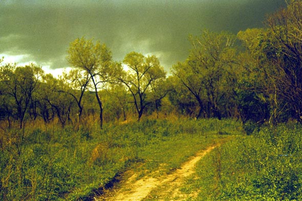 Habitat of Pyrgus maculatus, color image