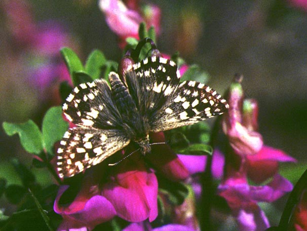 Pyrgus malvae in nature, color image