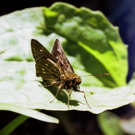 Thoressa varia in nature, color image