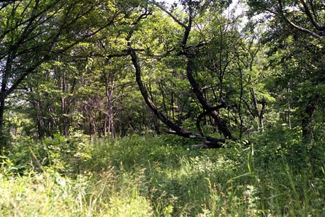 Habitat of Achillides maackii, color image