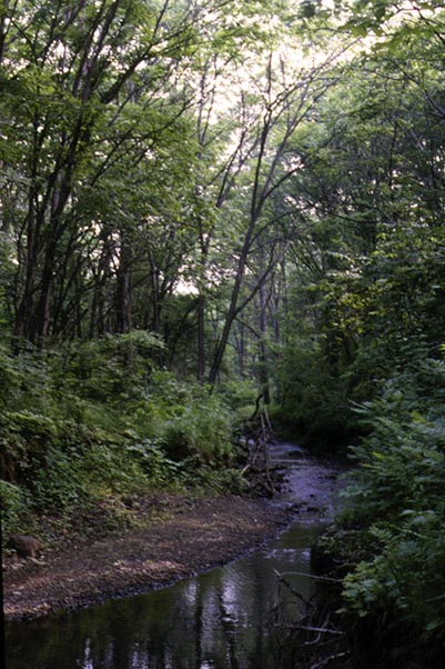 Habitat of Atrophaneura alcinous, color image