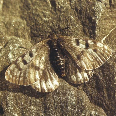 Parnassius arcticus in nature, color image