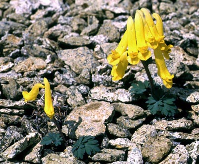 Foodplant of Parnassius arcticus, color image