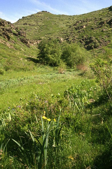 Habitat of Parnassius ariadne, color image