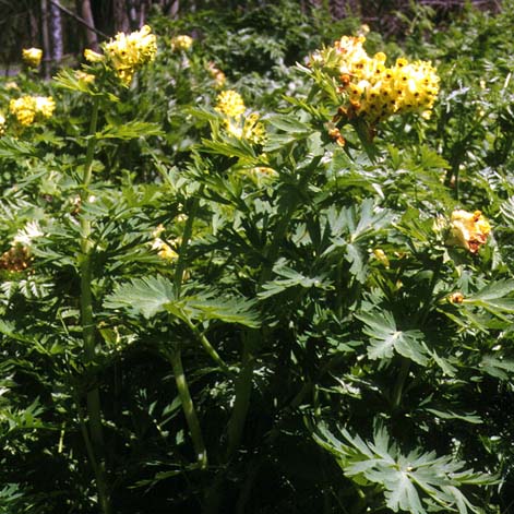 Foodplant of Parnassius ariadne, color image